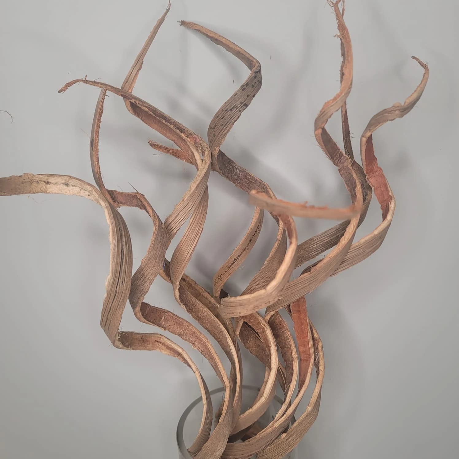24" -10pc Natural Curly Coco Twigs/Branches/Centerpiece decor/Winter wonderland/Decoration Branches/Gold Branch/Glitter Branch/Silver Branch